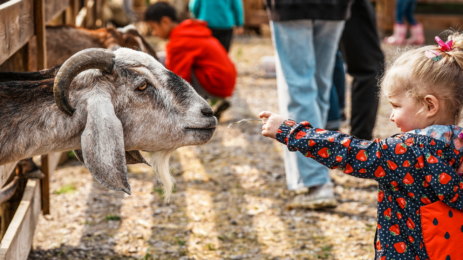 petting farm