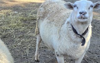 sheep at petting farm in cincinnati ohio