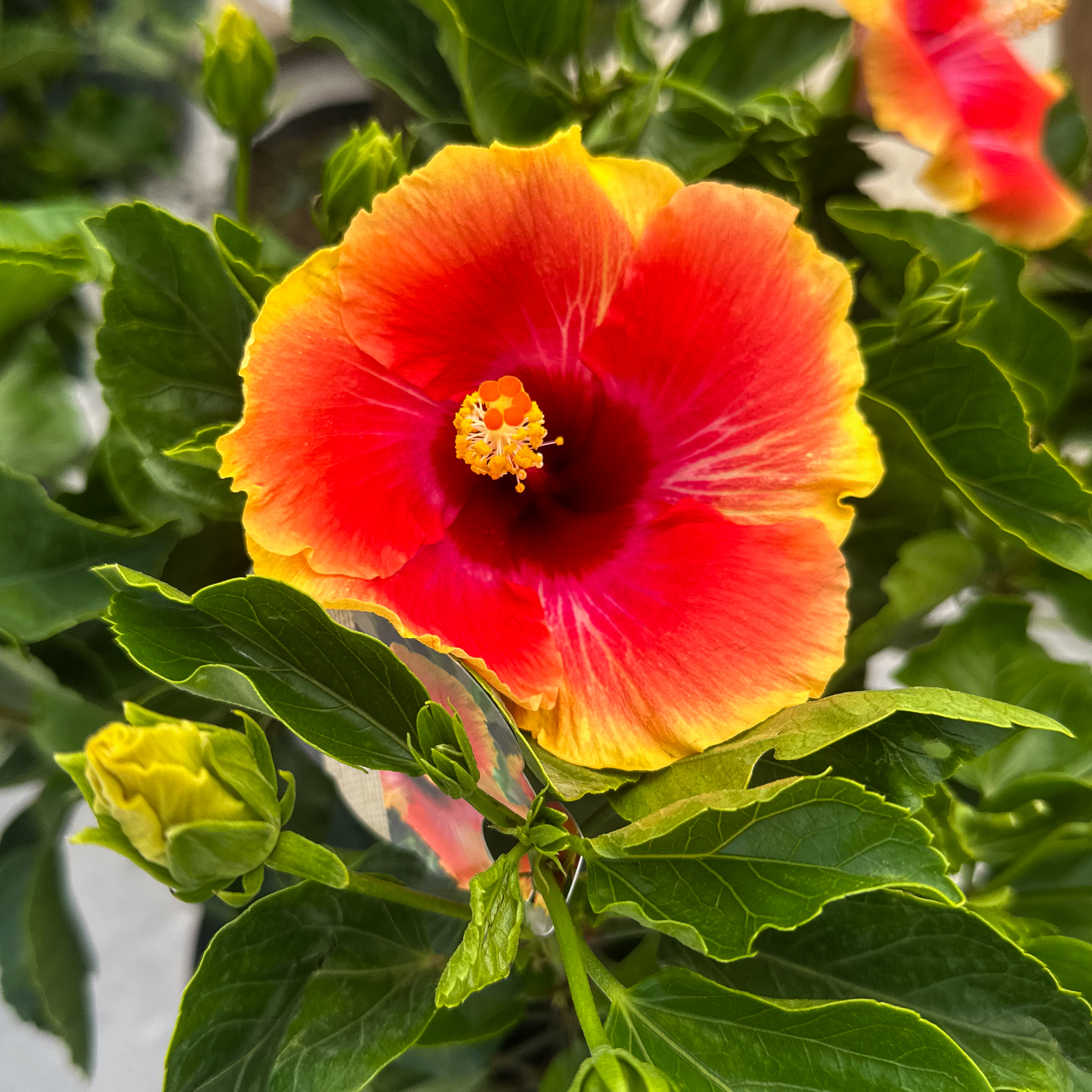 Hibiscus Hibiscus