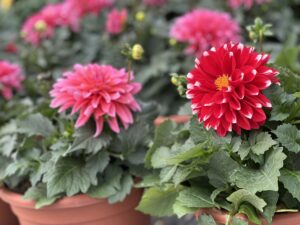 Dahlias in Loveland, OH Dahlias in Loveland, OH