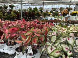 Caladiums in Loveland Cordyline