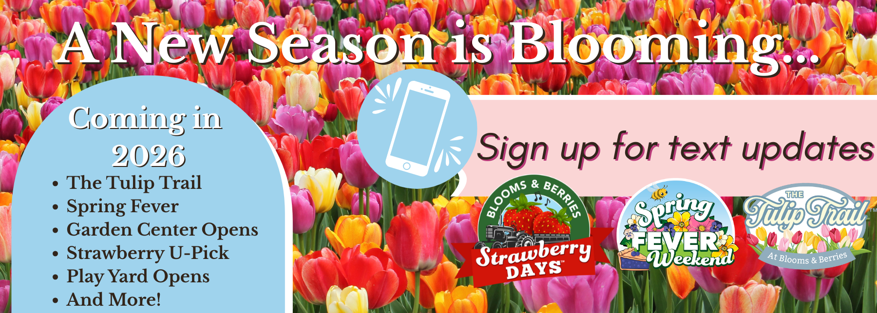 homepage header tulips