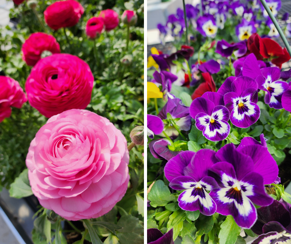 ranunculus pansies